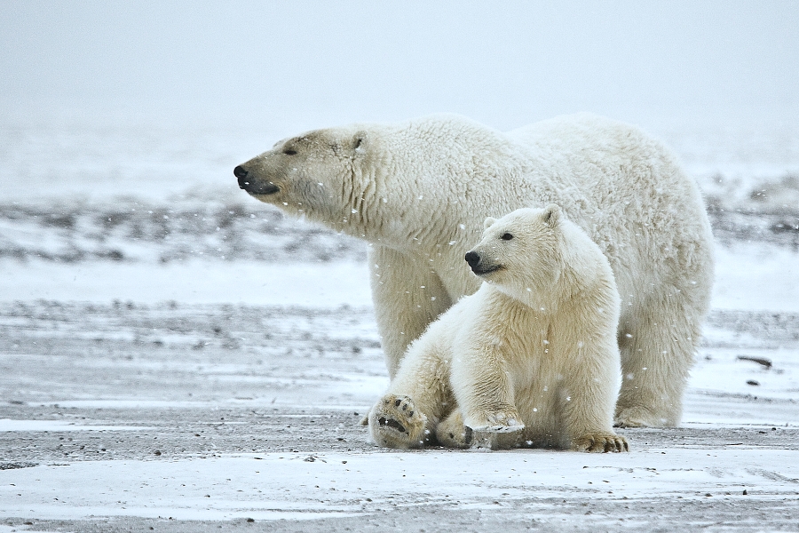 Polar Bear ANWR 1