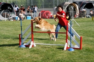 Concours_Agility