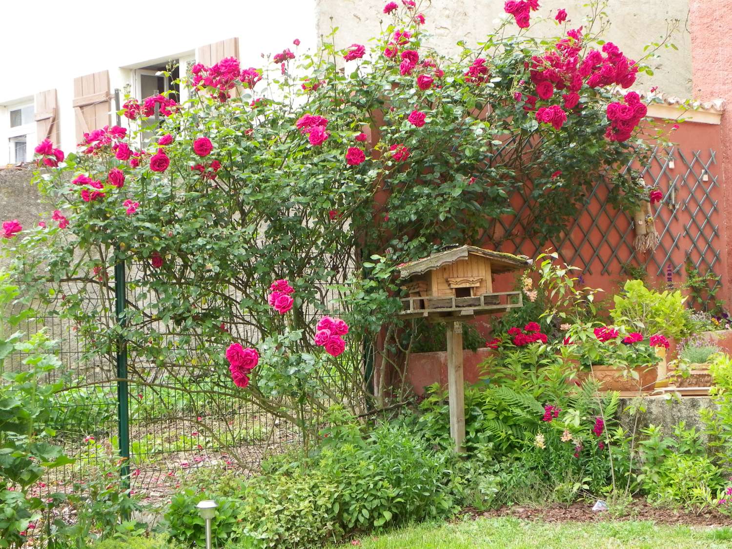 Le rosier grimpant de la terrasse